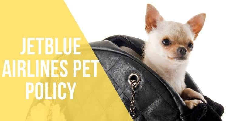 JetBlue Airlines Pet Policy