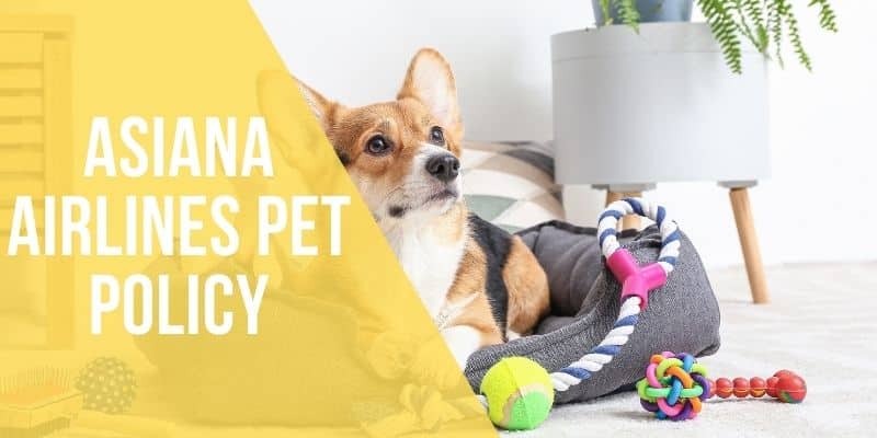asiana airlines pet policy