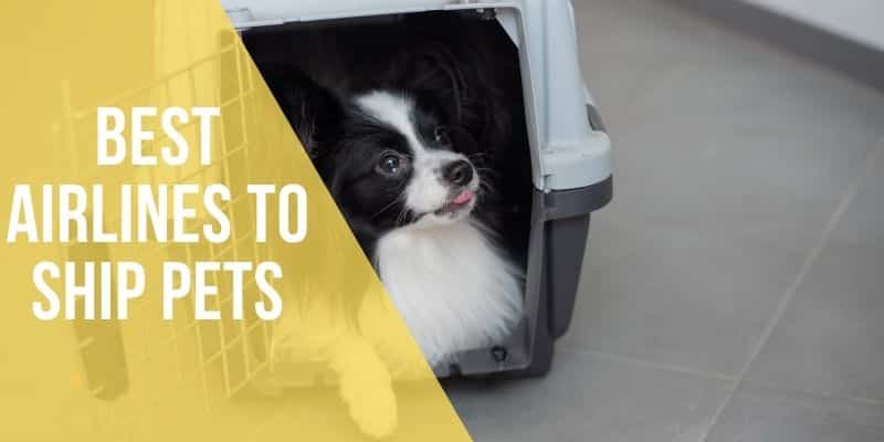 best airlines to ship pets