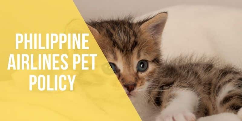 philippine airlines pet policy