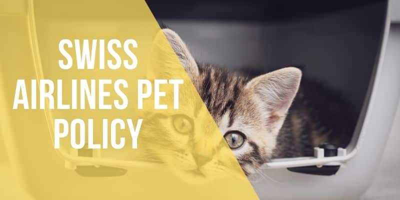 swiss airlines pet policy