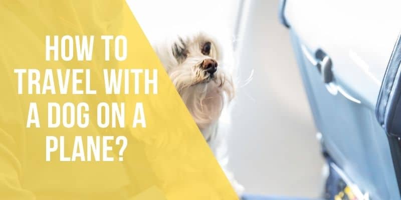 How to Travel with a Dog on a Plane