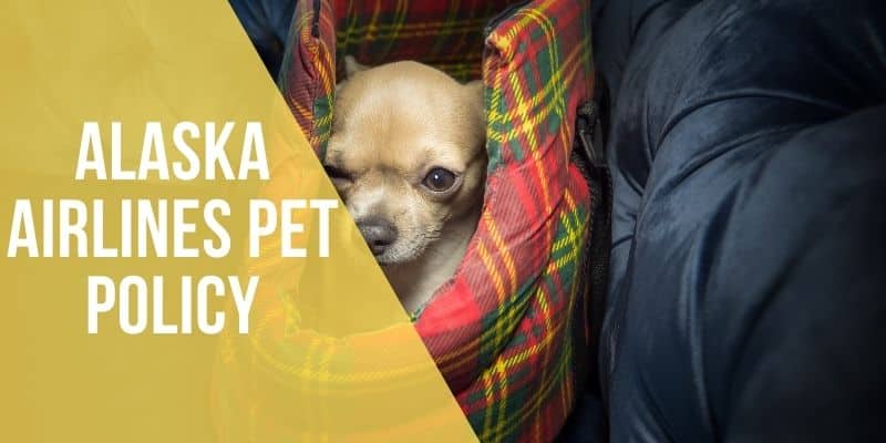 alaska airlines pet policy