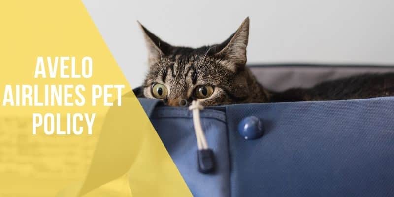 avelo airlines pet policy