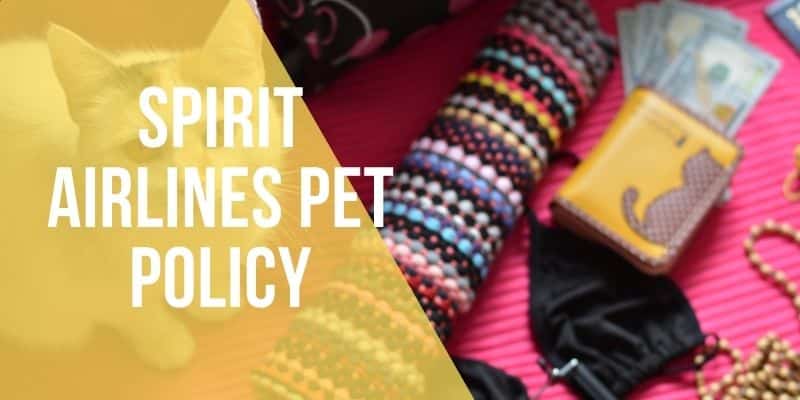 spirit airlines pet policy