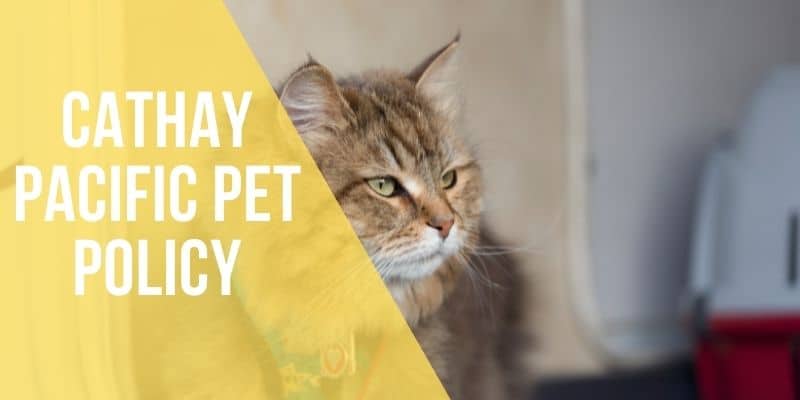 cathay pacific pet policy