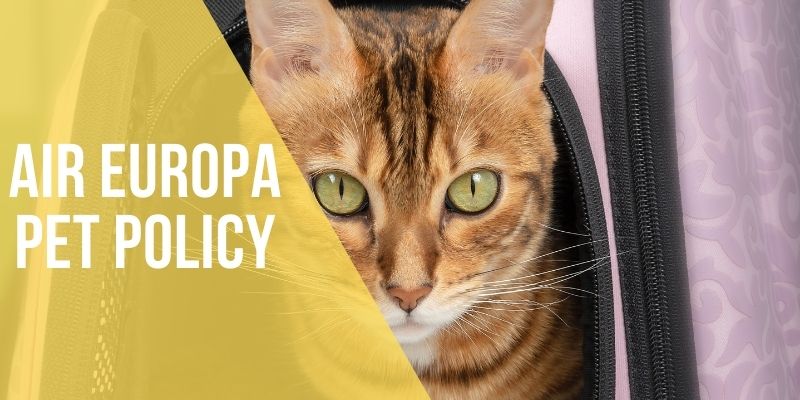 air europa pet policy