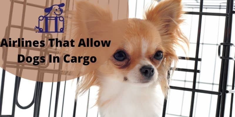 Airlines That Allow Dogs In Cargo