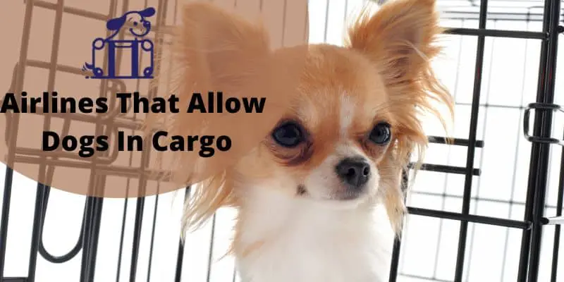 11 Airlines That Allow Dogs in Cargo 2023