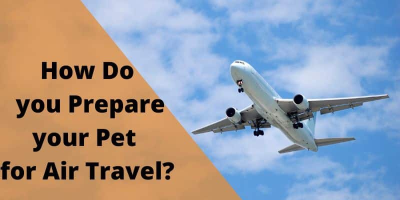 how do you prepare your pet for air travel