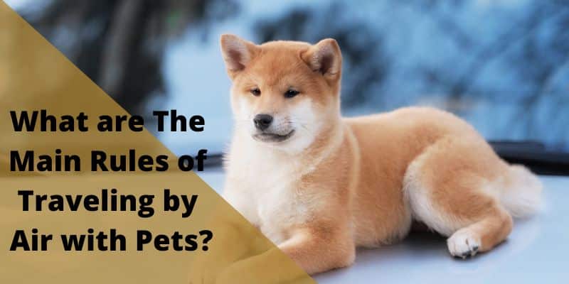 What are The Main Rules of Traveling by Air with Pets