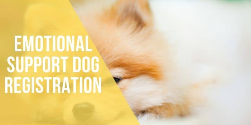 emotional support dog registration
