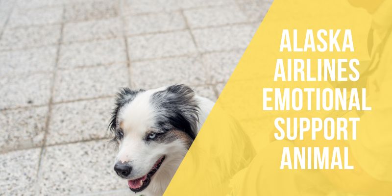 alaska airlines emotional support animal