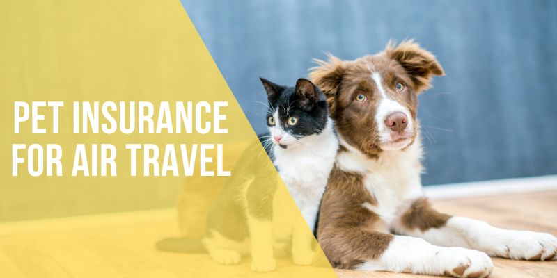 pet insurance for air travel