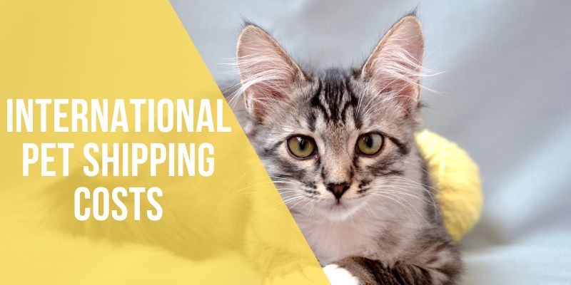 international pet shipping costs