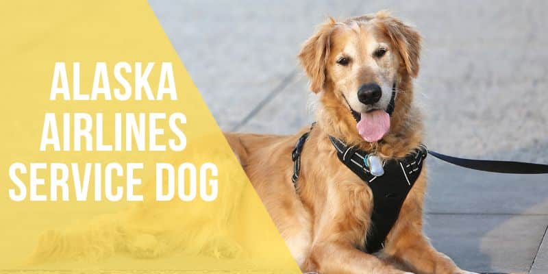 Alaska airlines service dog