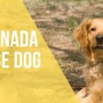 air canada service dog