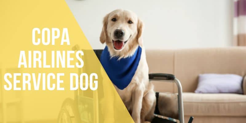 copa airlines service dog