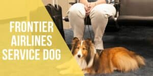 frontier airlines service dog