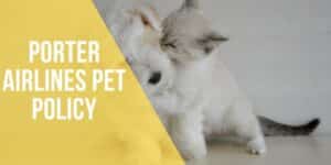 porter airlines pet policy