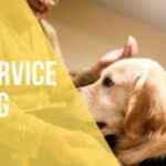 klm service dog
