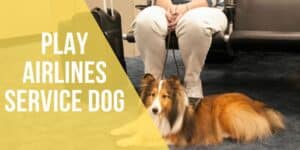 play airlines service dog