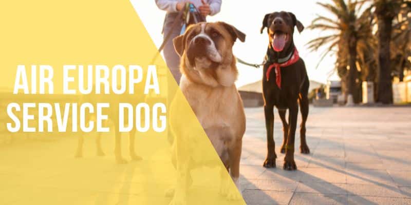 air europa service dog