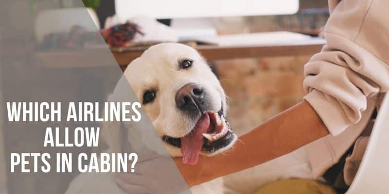 Which Airlines Allow Pets in Cabin